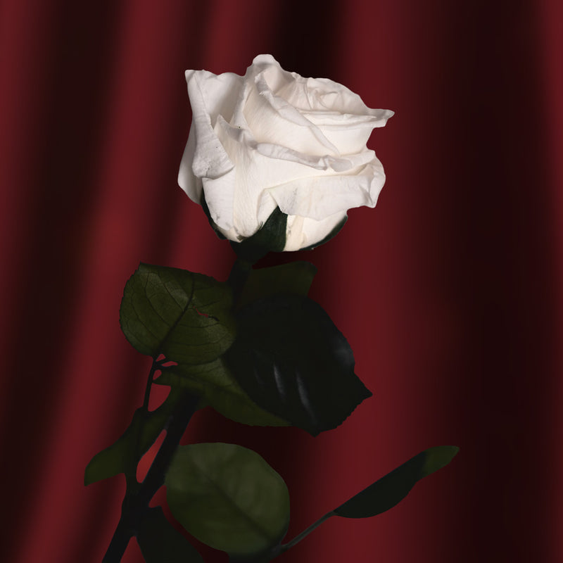 Grande rose blanche stabilisée