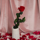 Rosa roja estabilizada