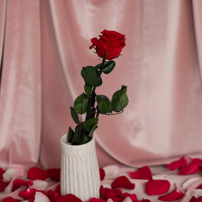 Rosa roja estabilizada