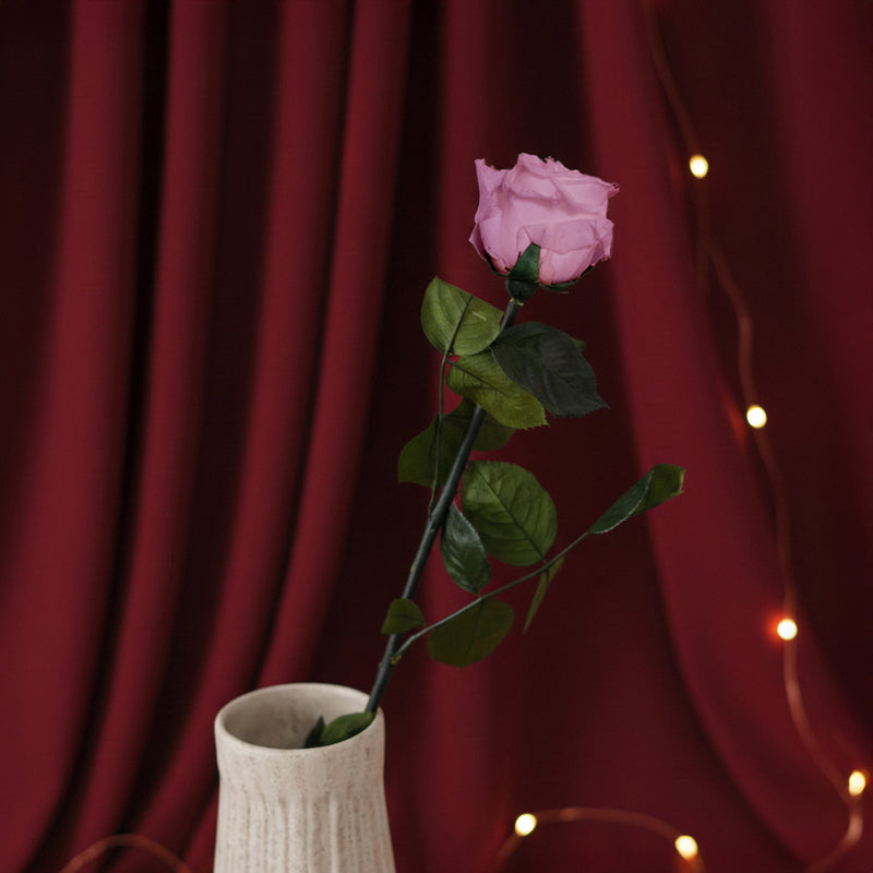 Rose rose stabilisée