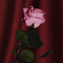 Rose rose stabilisée