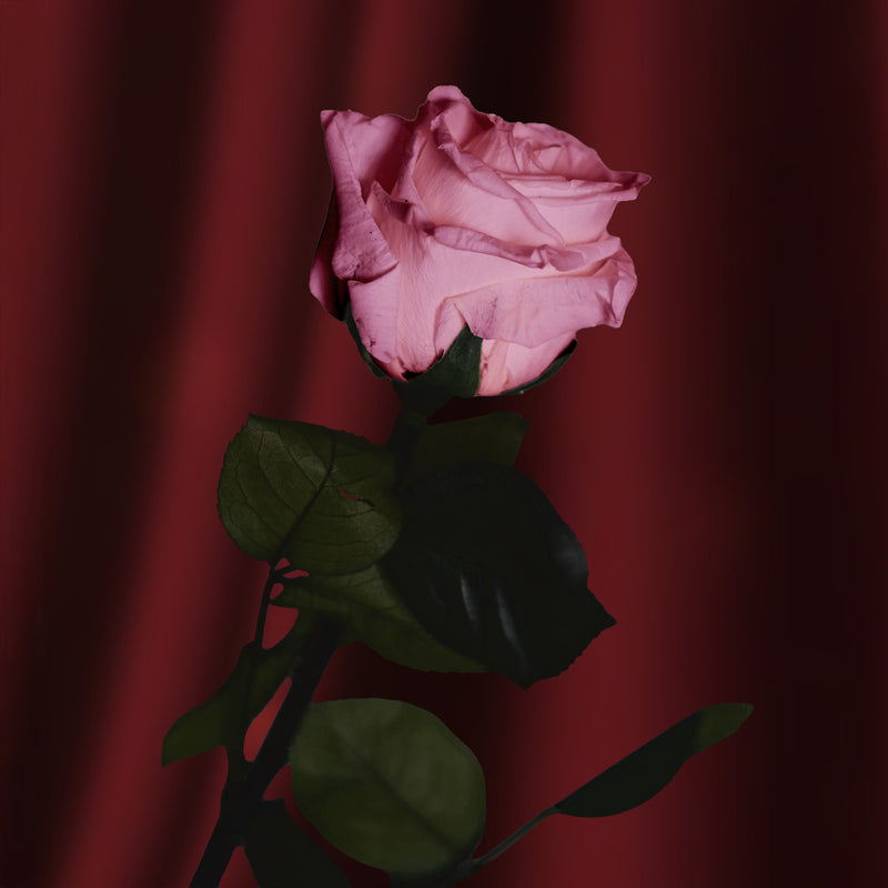 Rose rose stabilisée