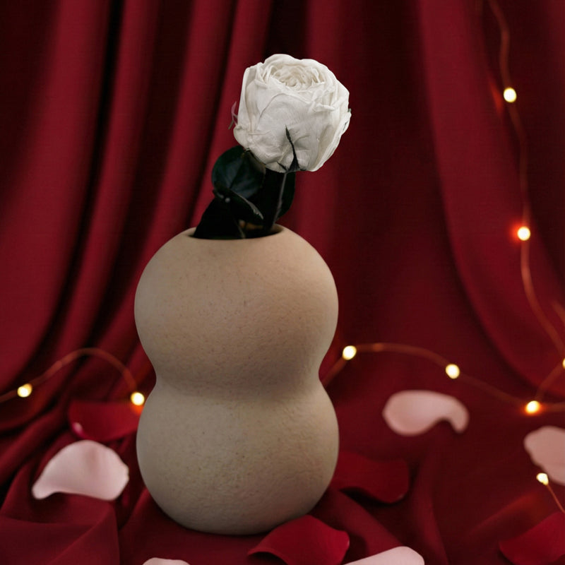 Rose anglaise blanche stabilisée