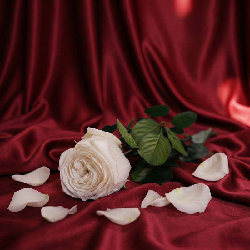 Rose anglaise blanche stabilisée