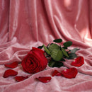 Rose anglaise rouge stabilisée