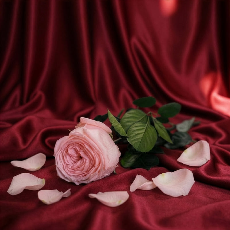 Rose anglaise rose stabilisée