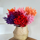 Botte fleurs séchées Lagurus Vieux rose