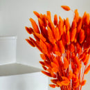 Botte fleurs séchées Lagurus Orange foncé