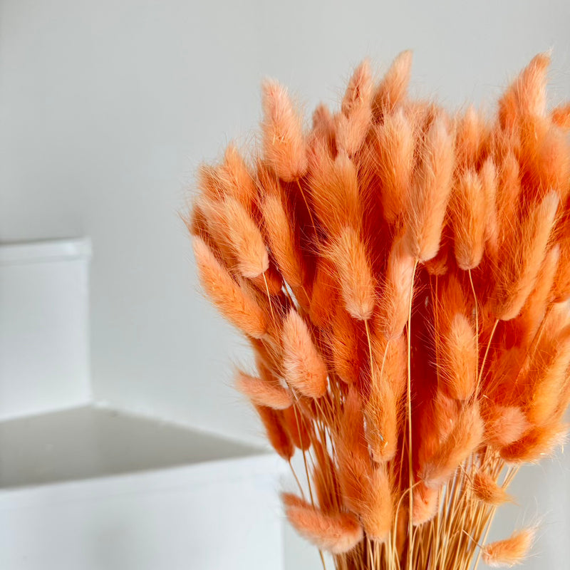 Botte fleurs séchées Lagurus Pêche