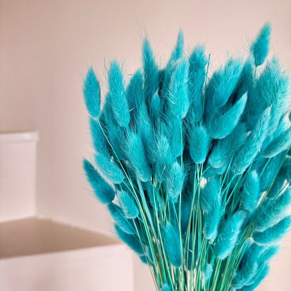Botte fleurs séchées Lagurus Turquoise