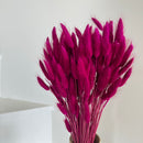 Botte fleurs séchées Lagurus Magenta
