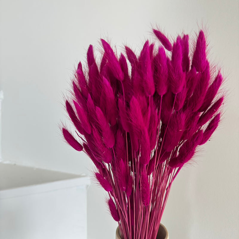 Botte fleurs séchées Lagurus Magenta