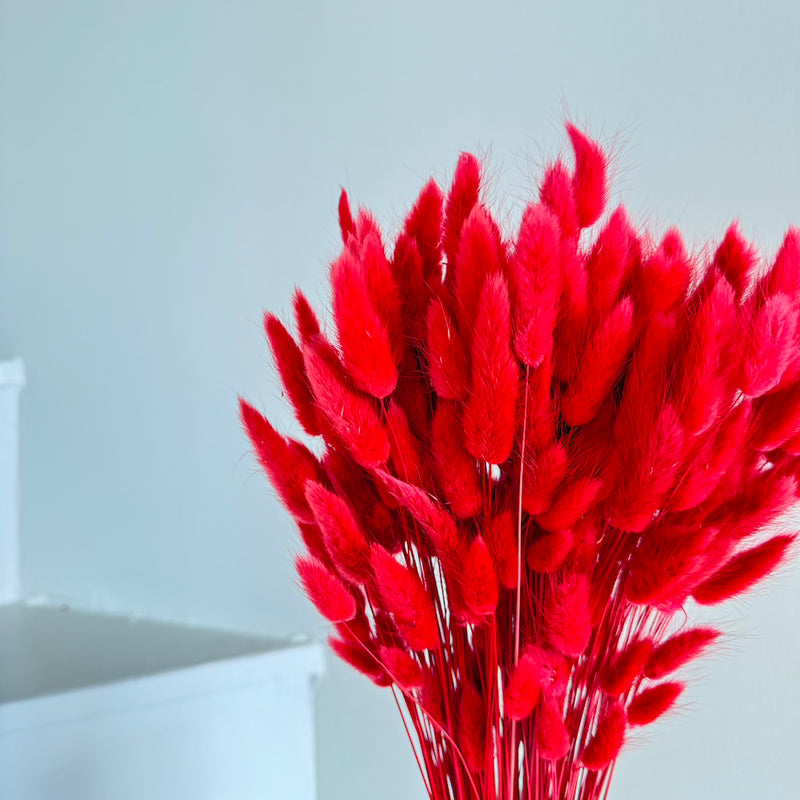 Botte fleurs séchées Lagurus Rouge