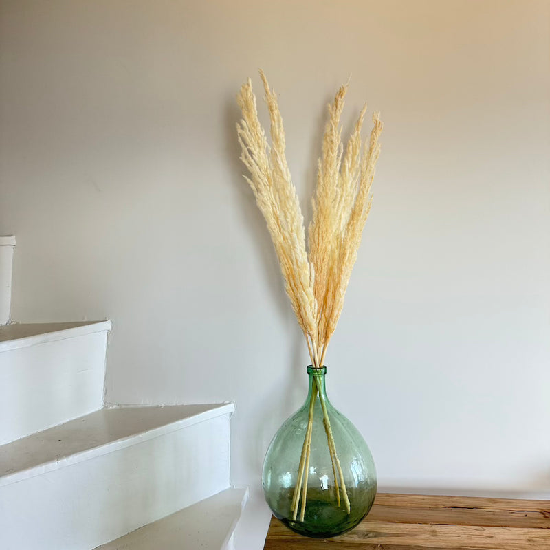 Herbe de la pampa blanche