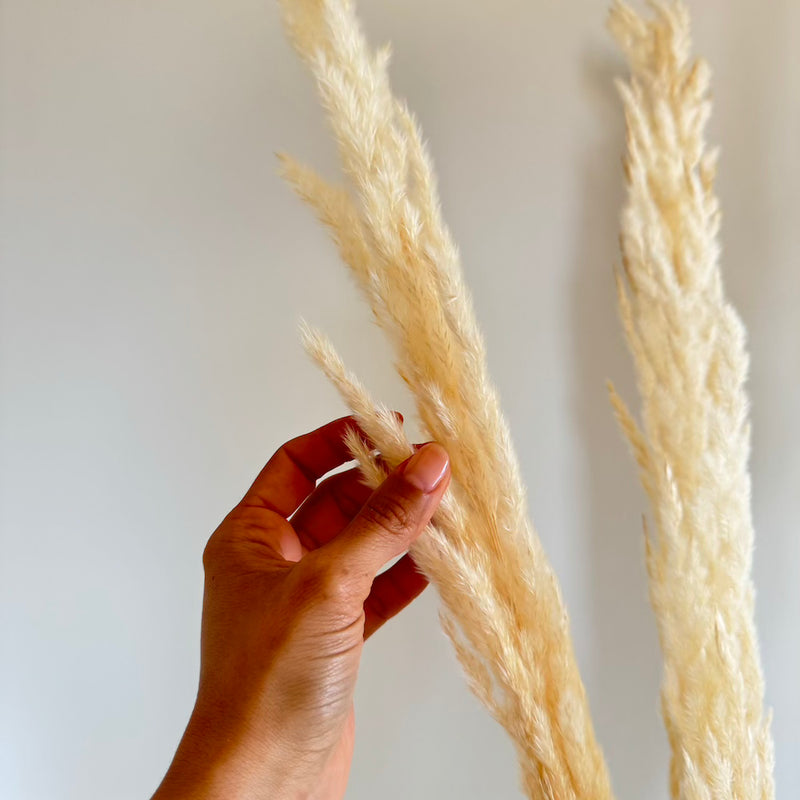 Herbe de la pampa blanche