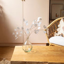 monnaie-du-pape-papier