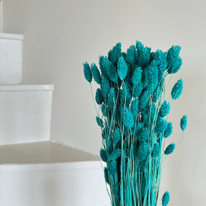 Botte fleurs séchées Phalaris Turquoise