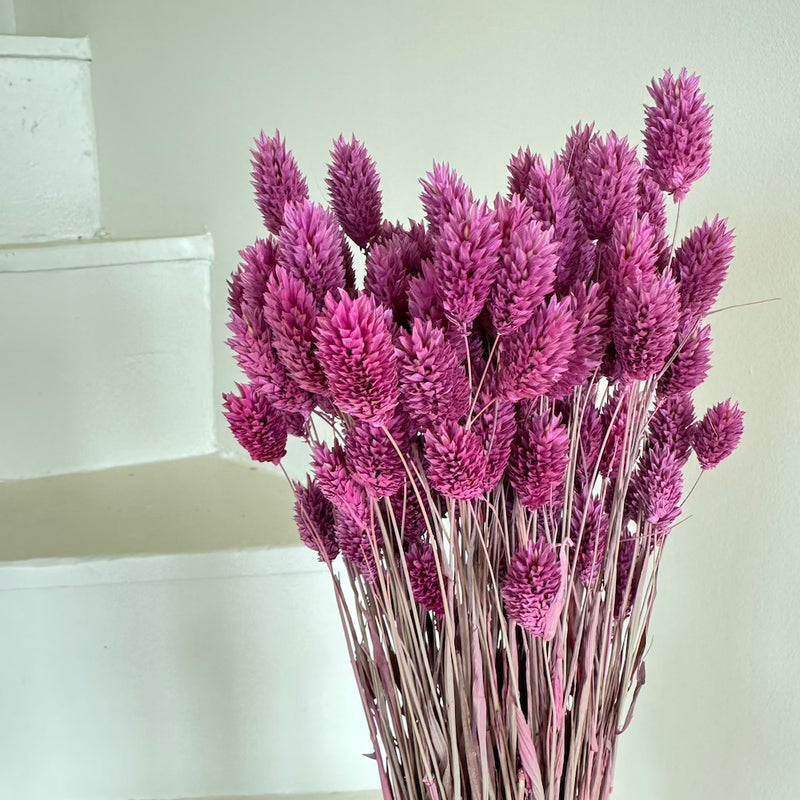 Botte fleurs séchées Phalaris violet