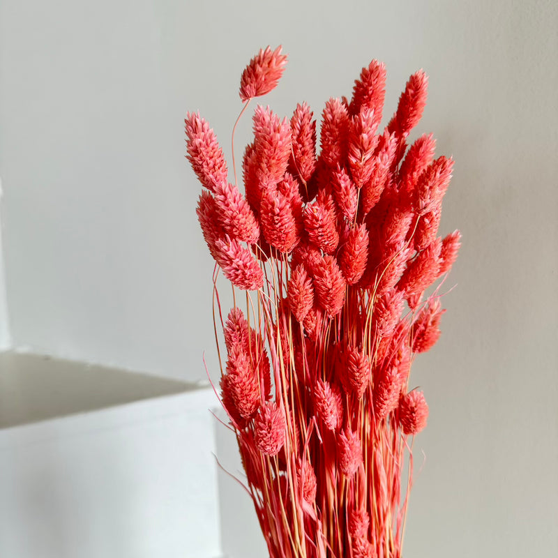 Botte fleurs séchées Phalaris Vieux rose