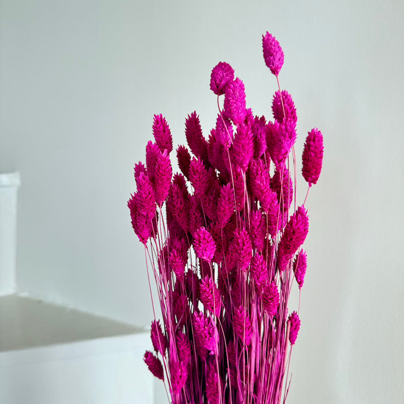 Botte fleurs séchées Phalaris Magenta