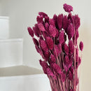 Botte fleurs séchées phalaris bordeaux