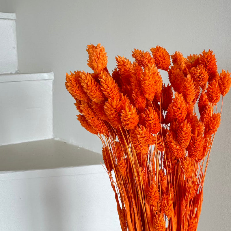 Botte fleurs séchées Phalaris Orange foncé
