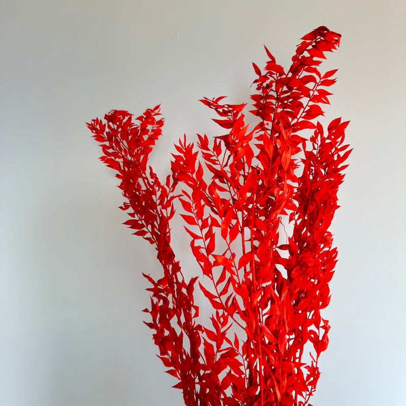 Botte fleurs stabilisées Ruscus Orange foncé