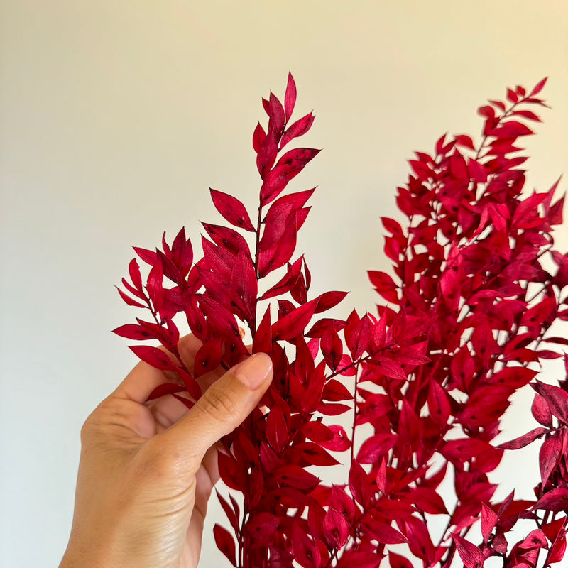 Botte fleurs stabilisées Ruscus Rouge