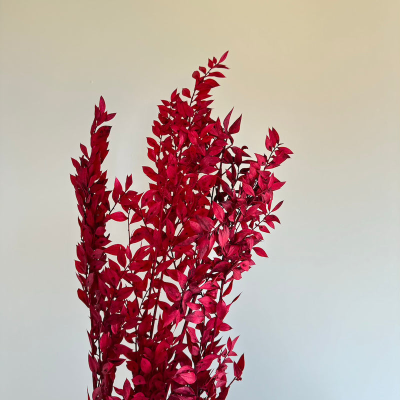 Botte fleurs stabilisées Ruscus Rouge