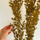 Botte fleurs stabilisées Ruscus Vert olive