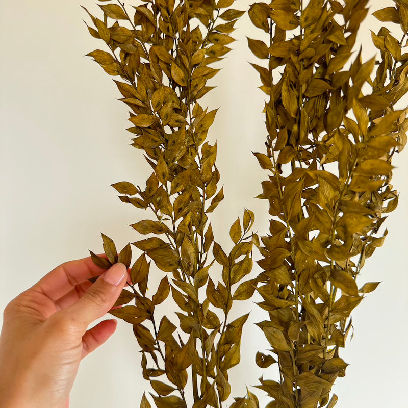 Botte fleurs stabilisées Ruscus Vert olive