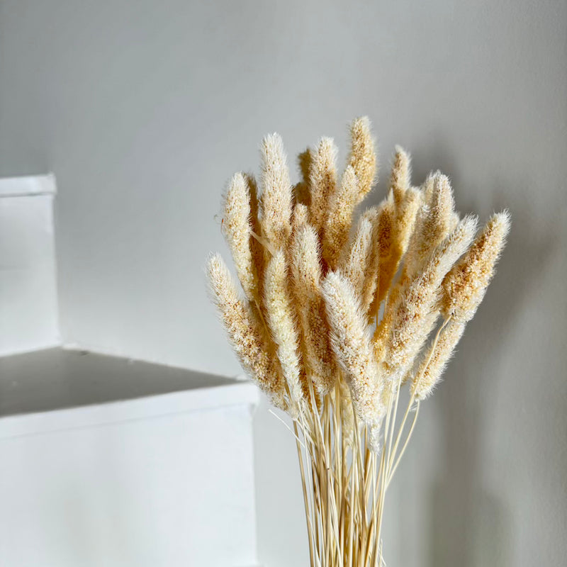 Botte fleurs séchées Sétaire Blanc