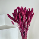 Botte fleurs séchées Sétaire Bordeaux