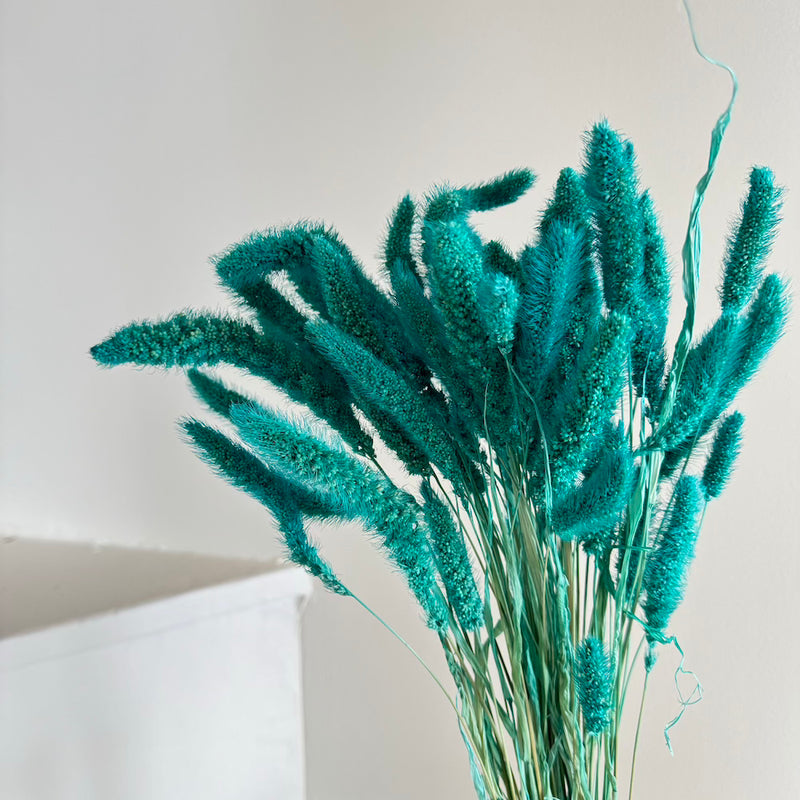 Botte fleurs séchées Sétaire Turquoise
