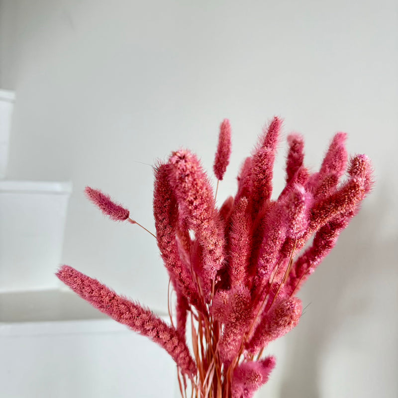 Botte fleurs séchées Sétaire Lilas