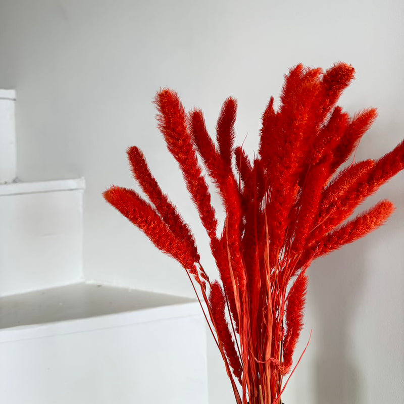 Botte fleurs séchées Sétaire Orange foncé