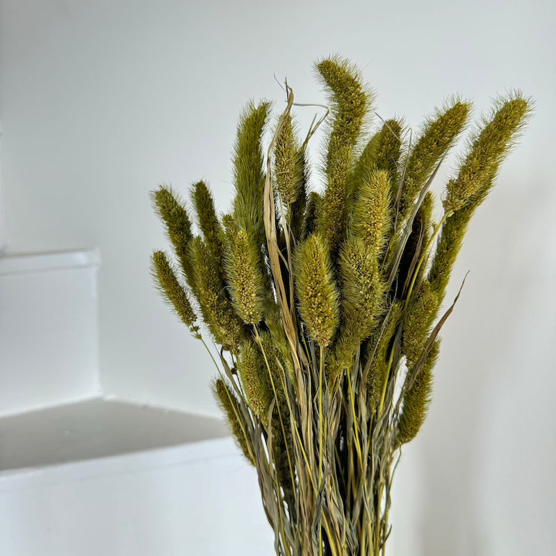 Botte fleurs séchées Sétaire Vert olive