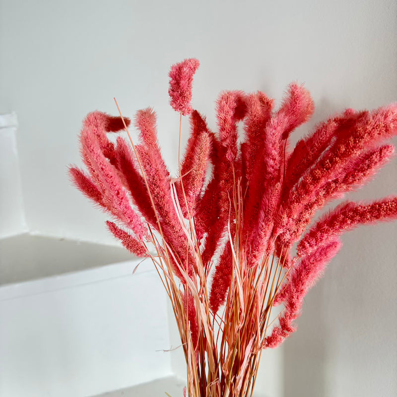 Botte fleurs séchées Sétaire Vieux rose