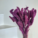 Botte fleurs séchées Sétaire Violet