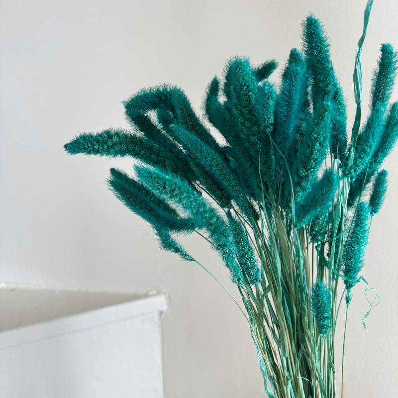 Botte fleurs séchées Sétaire Turquoise