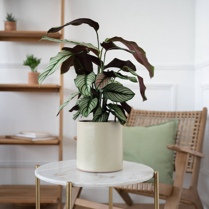 cache-pot-calathea-whitestar
