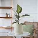 cache-pot-et-caoutchouc-ficus-el-tineke