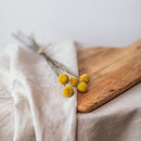 botte-fleurs-sechees-craspedia-flowrette