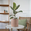 cache-pot-ceramique-el-tineke-ficus