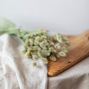 botte-fleurs-sechees-phalaris-naturel-flowrette