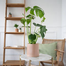 monstera-plante-cache-pot-ceramique