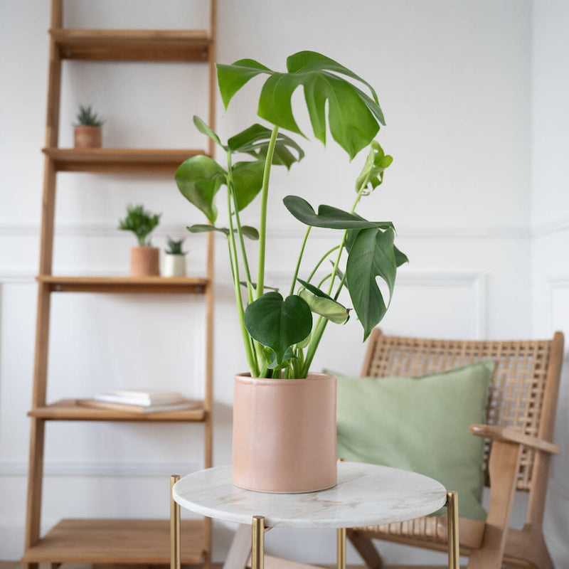 monstera-plante-cache-pot-ceramique