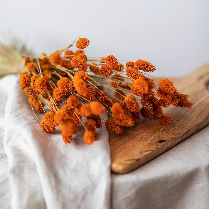 botte-fleurs-sechees-phalaris-orange-flowrette
