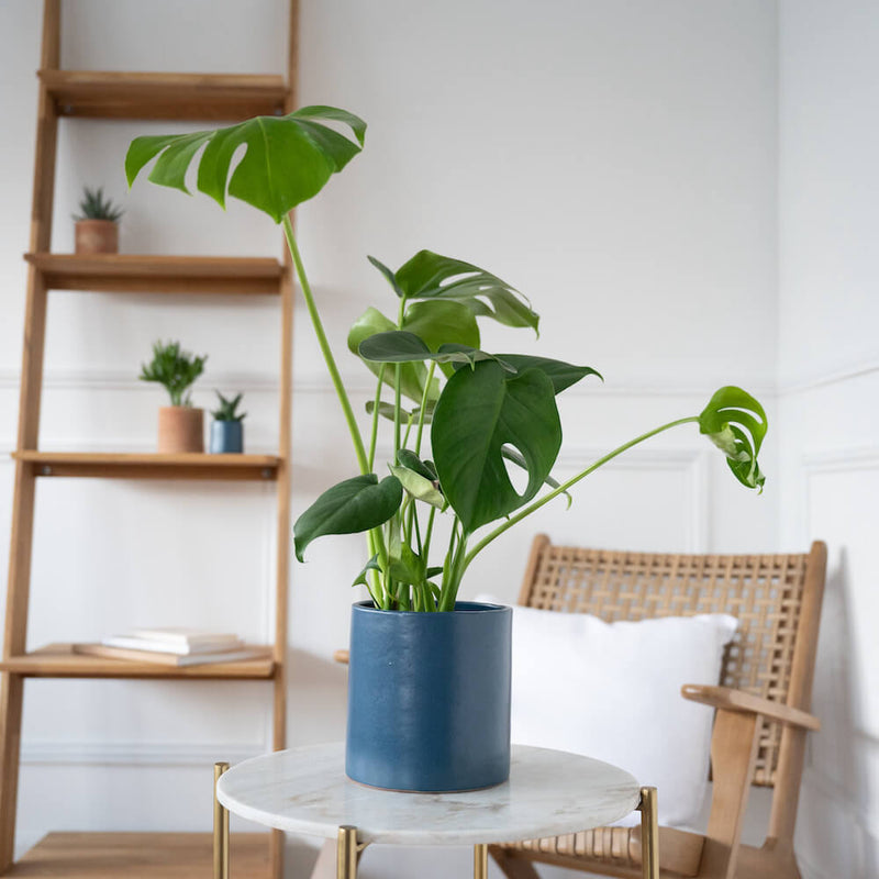 plante-monstera