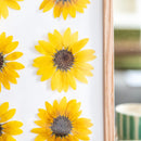 herbier-fleurs-de-tournesol